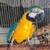 Parrot 1 thumbnail