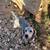 Poodle 4 thumbnail