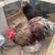 Chickens Bantam Cochin breeding pair show quality 2 thumbnail