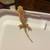 Baby Crested geckos 2 thumbnail