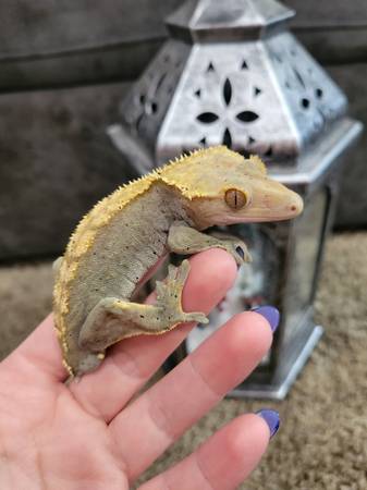Crested gecko (Portland)64671913056386120