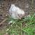 Silkies & Satin 6 week chicks 3 thumbnail