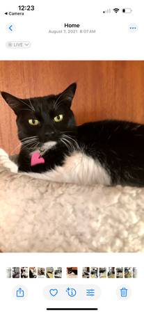 Missing cat (Thousands oaks)63952982856706120