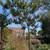 Crepe Myrtle Tree 7 thumbnail