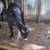 Baby goats 4 thumbnail