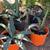 $10 Each Beautiful Potted Agave Succulent Live Plants  Cash only 2 thumbnail