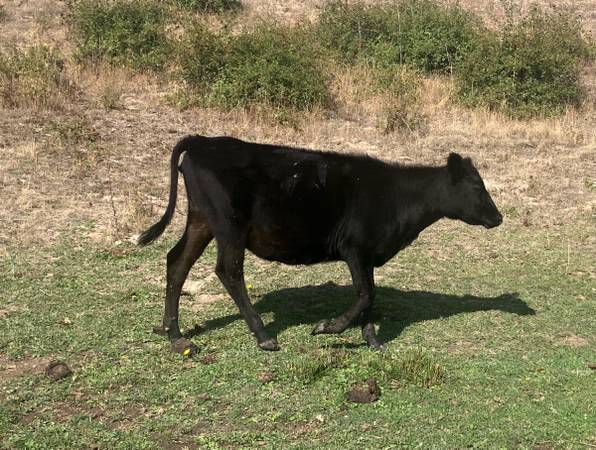 Jersey x angus heifer 1