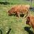 2 calfs 1 thumbnail