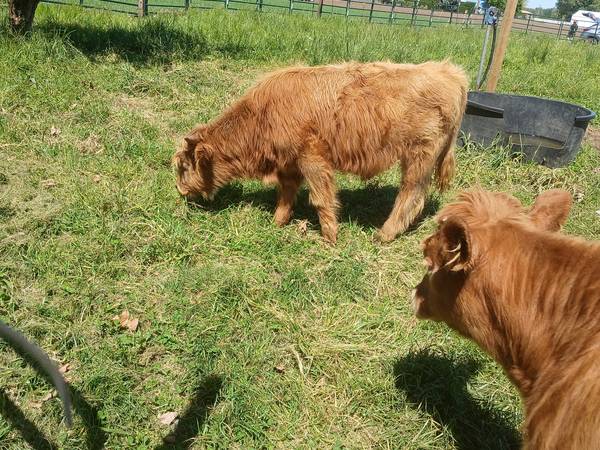 2 calfs 1