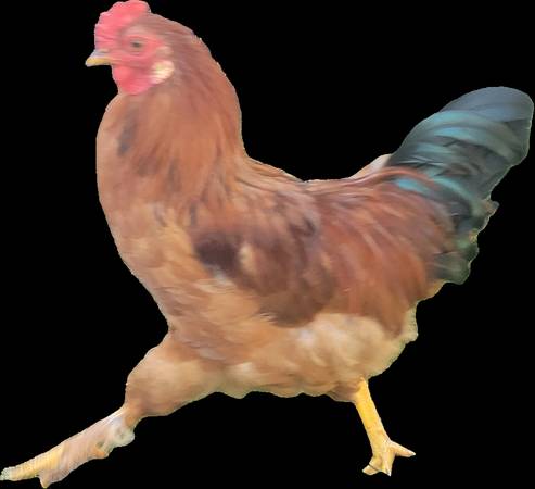 Rooster (Enumclaw)