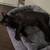 Black kitten/cat F 1 thumbnail