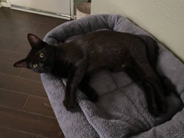 Black kitten/cat F 1
