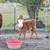 mini hereford/mini highland heiffer calf 1 thumbnail