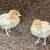 (50) RED STAR Layer Chicks 5 Weeks Old 2 thumbnail