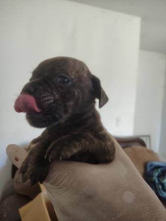 Frenchies (Lancaster)63829609476353124