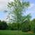 Potted Silver Maple (Acer saccharinum) Trees 9 thumbnail