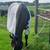 Horse clipping, plaiting/braiding, and sheath cleaning 1 thumbnail