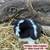 Holland Lop Bunnies 2 thumbnail