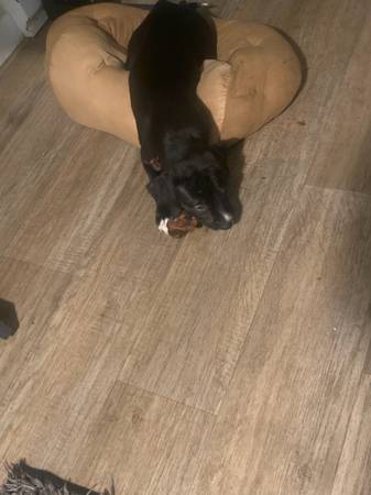 8 weeks old (Portland)601244514638243845