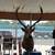 Elk head 3 thumbnail