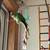 For Adoption: Indian Ringneck Parrot with cage toys food supplies 13 thumbnail