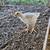 white cornish chicks 1 thumbnail