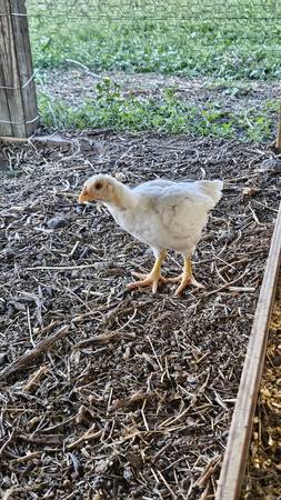 white cornish chicks 1