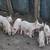Yorkshire pigs 1 thumbnail