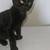 Black kitten 1 thumbnail