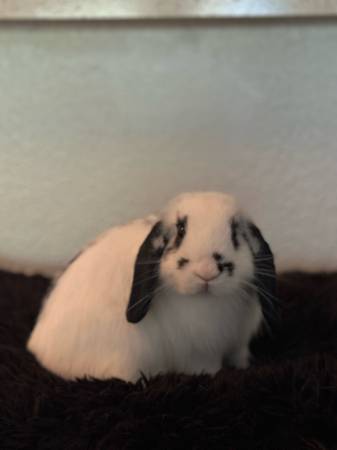 Bunny/Rabbit Males Mini Lop (Sacramento)63848874581507122