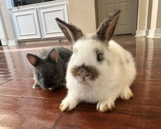 bunnies rabbit boy 1