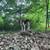 Bluetick/Redbone/walker grade coonhound pups 2 thumbnail