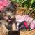 Yorkshire terrier 1 thumbnail