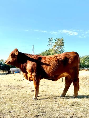 Registered Beefmaster 1