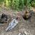 Laying hens: Please read carefully before responding 1 thumbnail