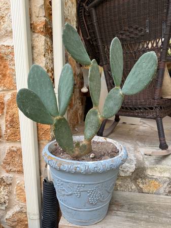 5-year established thornless prickly pear cactus w/ 12 pads inside In 5 gallon d 1
