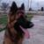 German Shepherd 1 1/2 year old **FULL BREED** 2 thumbnail