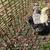 Chicks 11 thumbnail