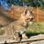 Boy kitten 2 thumbnail