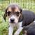 Beagle Puppy / Puppies 2 thumbnail