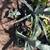 Blue agave 2 thumbnail