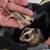 Sugargliders available 5 thumbnail