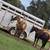 AQHA Chestnut mare 6 thumbnail