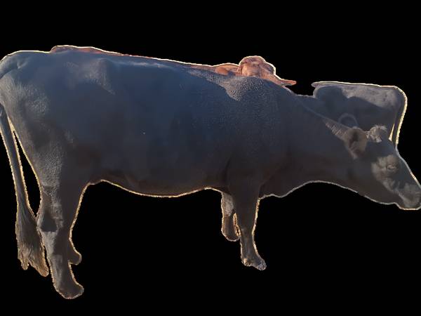 Bred cow 1