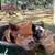 Kunekune piglets 2 thumbnail