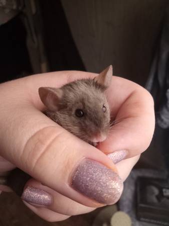 Ratones (Seattle)