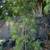 Podocarpus 4 thumbnail