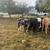 Cow 3 thumbnail