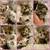Beautiful Scottish Fold and British Shorthair kittens 1 thumbnail