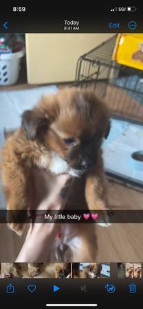 Cachorra gratuita que se muda en 2 semanas y no puedo tenerla en mi lugar (Wenatchee)